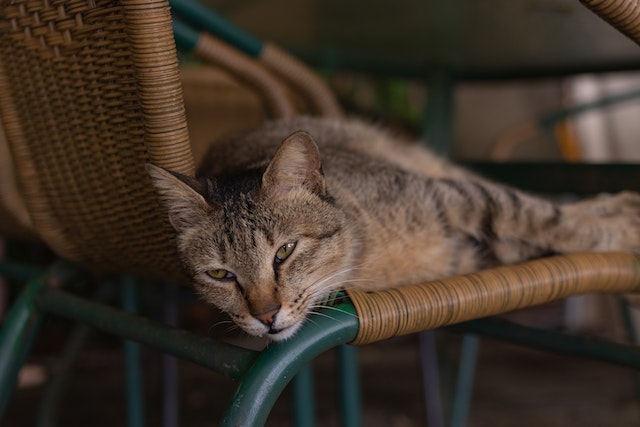 Squinty-eyed cat draped over a brown wicker chair. Photo by Phox via Pexels.
